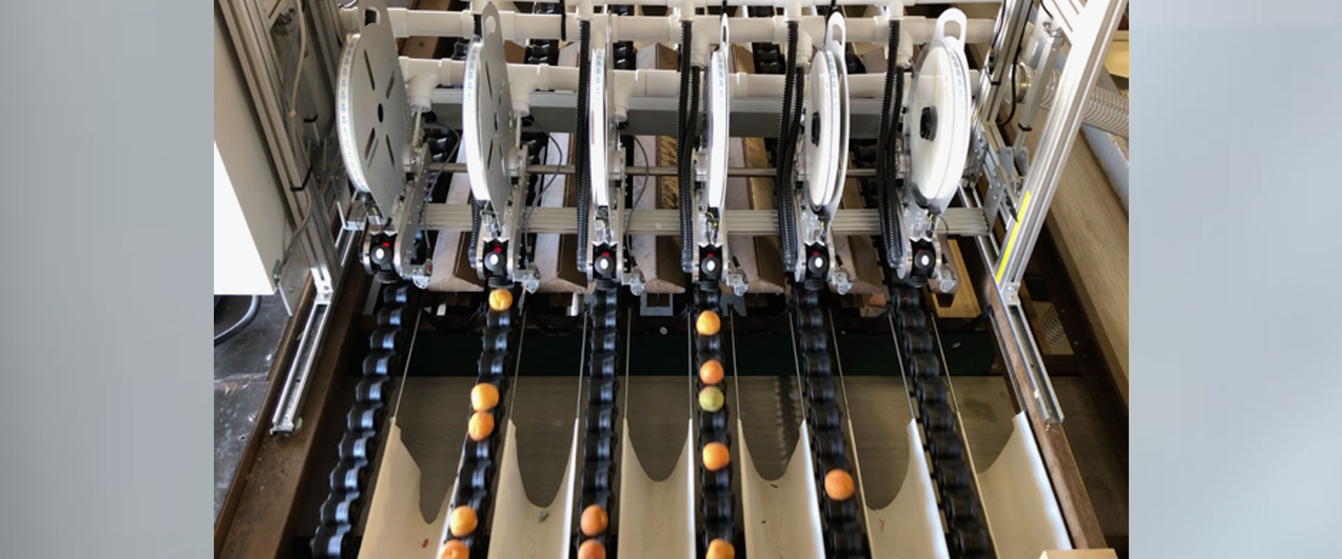 Fresh Produce Labeling Equipment 1